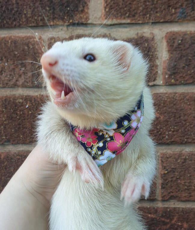 Woozle bandana