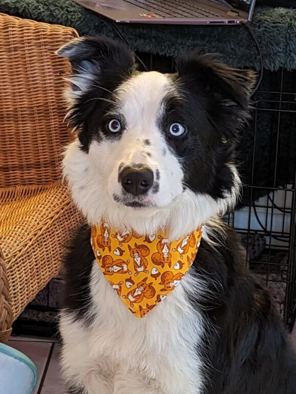 Bandana