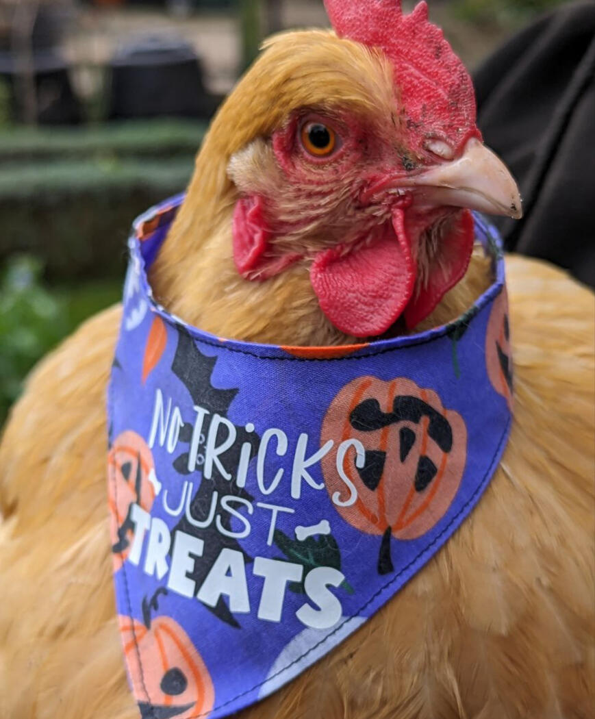 Even chickens