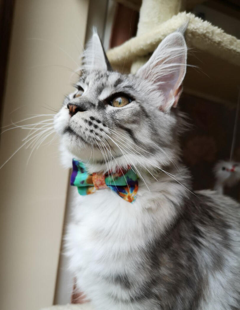 Bowtie