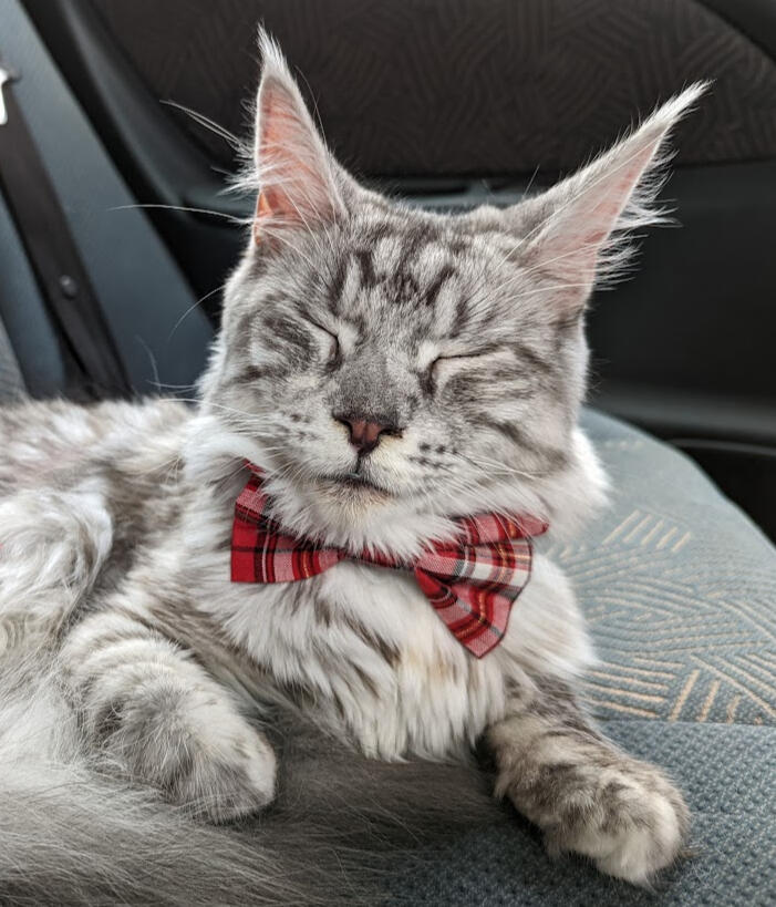 Bowtie