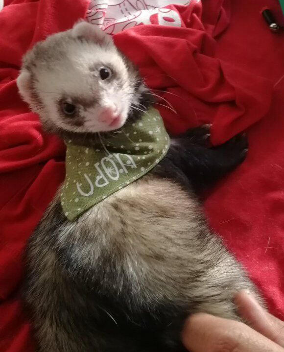 Bandana