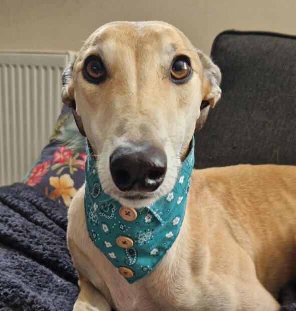 Lucien with a custom bandana