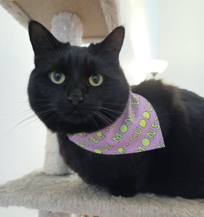 Bandana